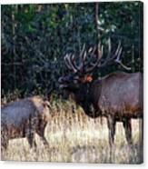 A Bugling Bull Elk Canvas Print