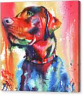 A Coat Of Many Colours - Labrador Canvas Print