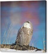 A Colorful Snowy Owl Canvas Print