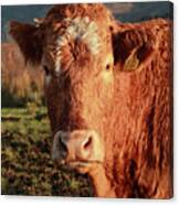 A Curious Red Cow Canvas Print