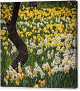 A Field Of Daffodils Canvas Print
