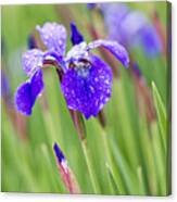 A Field Of Iris Canvas Print
