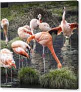 A Flamboyance Of Flamingos Canvas Print