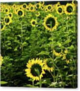 A Flock Of Blooming Sunflowers Canvas Print