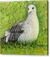 A Gull On The Grass Canvas Print
