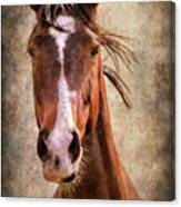 A Horse Of Course Canvas Print