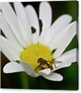 A Hoverfly And A Daisy Canvas Print