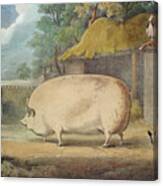 A Leicester Sow Canvas Print