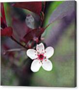 A Little Touch Of Spring Canvas Print