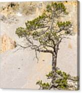 A Lonely Pine - 1 Canvas Print