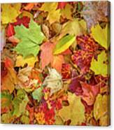 A Medley Of Leaves Canvas Print