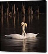 A Painting Of A Pair Of Mute Swans Canvas Print