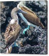 A Pair Of Blue Footed Boobies, Galapagos Canvas Print