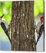 A Pair Of Red Belly Woodpeckers Canvas Print