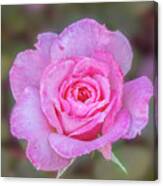 A Pink Rose Kissed By Morning Dew. Canvas Print