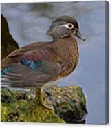 A Pretty Female Painted Wood Duck Canvas Print