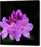 A Rhododendron Flower Canvas Print