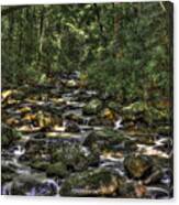 A River Through The Woods Canvas Print