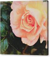 A Rose For Kathleen Canvas Print