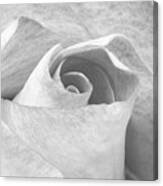 A Rose Is A Rose Black And White Floral Photo 753 Canvas Print