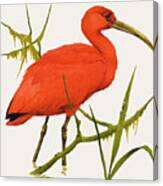 A Scarlet Ibis From South America Canvas Print