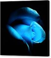 A Shy Blue Rose Canvas Print
