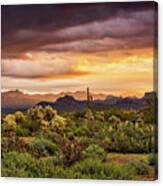 A Spring Sunrise In The Sonoran Canvas Print