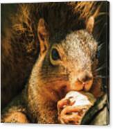 A Squirrel And His Nut Canvas Print