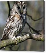 A Tawny Owl Canvas Print