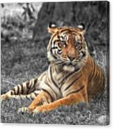A Tiger Relaxing On A Cool Afternoon Ii Canvas Print