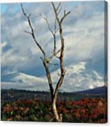 A Trees View Canvas Print