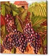 A Vineyard Canvas Print
