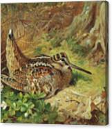 A Woodcock And Chicks Canvas Print