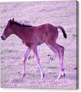 A Young Spring Colt Canvas Print