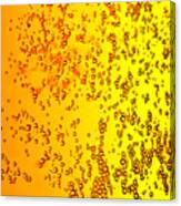 Abstract Beer Background Canvas Print