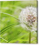 Abstract Grass And Dandelion Canvas Print