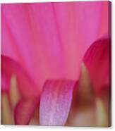 Abstract Pink Cactus Flower Canvas Print