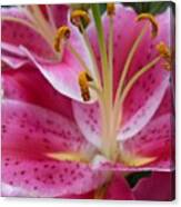 Abstract Pink Lily1 Canvas Print