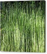 Abstract Reeds Canvas Print
