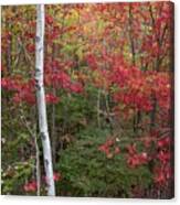 Acadia Fall Colors Canvas Print