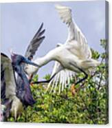 Aerial Battle Between Tricolored Heron And Snowy Egret Canvas Print