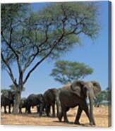 African Elephant Loxodonta Africana Canvas Print