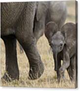 African Elephant Mother And Under 3 Canvas Print