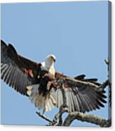 African Fish Eagle Canvas Print