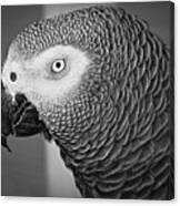 African Grey Parrot Canvas Print