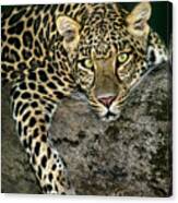 African Leopard Panthera Pardus Wildlife Rescue Canvas Print