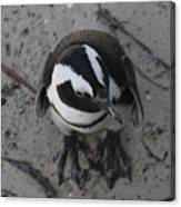 African Penguin Canvas Print