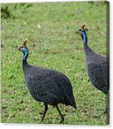 African Wild Fowl, Kenya Canvas Print