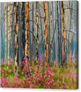 After Forest Fire Canvas Print