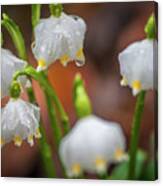 After Rain. Snowdrop Flowers Canvas Print